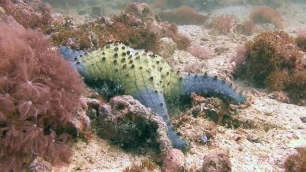 Yerel resifleri deniz yıldızları çeşitli türler ile bol. — Stok video