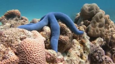 Yerel resifleri deniz yıldızları çeşitli türler ile bol.