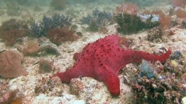 Yerel resifleri deniz yıldızları çeşitli türler ile bol.
