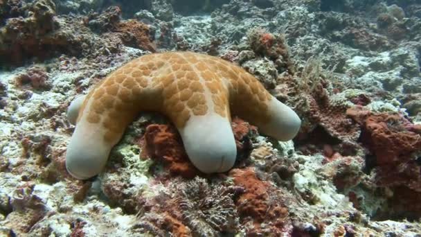 ローカル サンゴ礁は海の星の様々 な種がたくさんあります。. — ストック動画