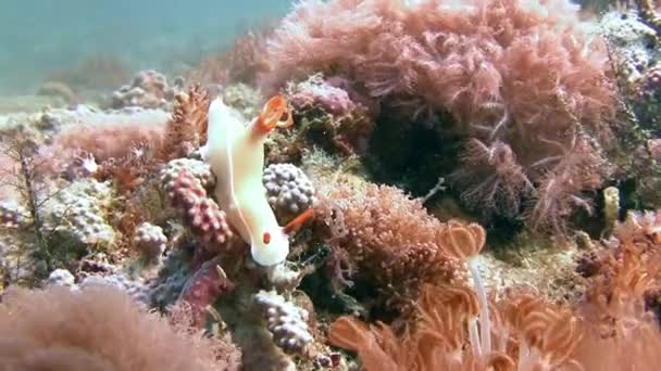 Nudivětev Hypselodoris Bullocki. — Stock video