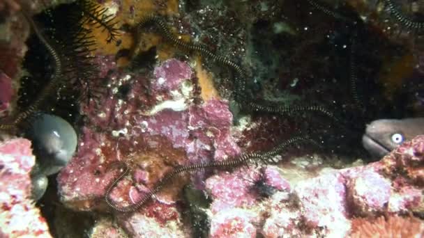 Dans une grotte paisible plusieurs anguilles Moray . — Video