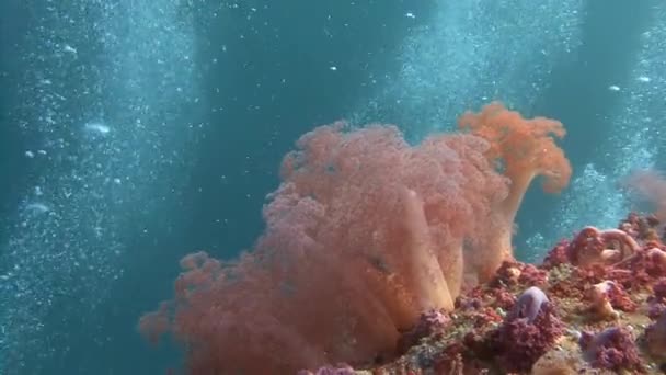 Picturesque colorful coral reef. — Stock Video