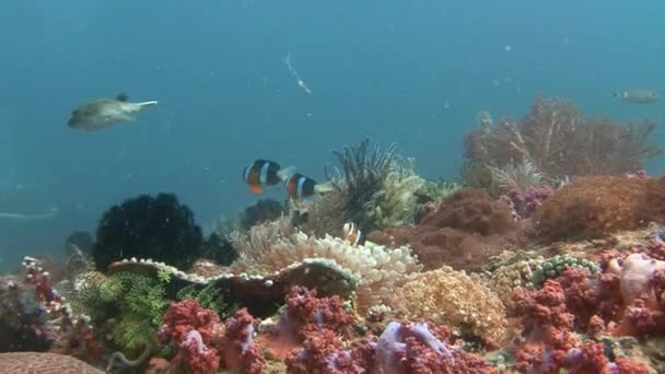 Symbiosis of clown fish and anemones. — Stock Video