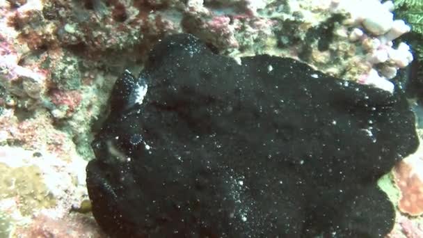 Peces rana escondidos en el arrecife esperando presas . — Vídeos de Stock