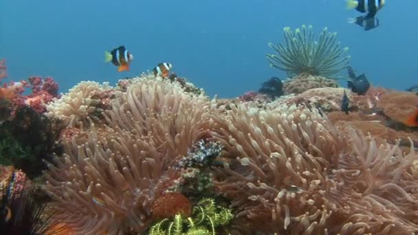 Symbios av clown fisk och anemoner. — Stockvideo