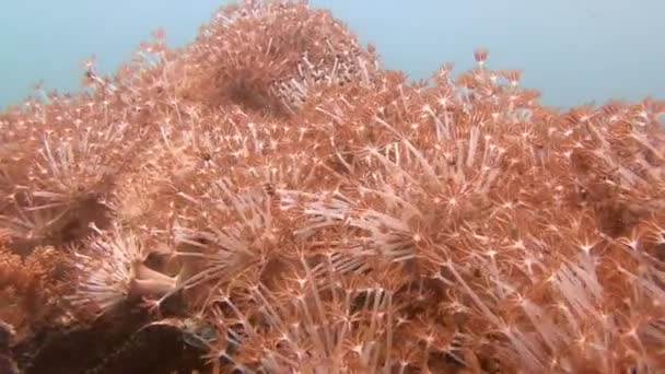 Recife de coral colorido pitoresco . — Vídeo de Stock