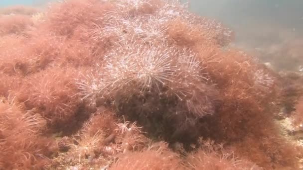 Malerisch bunte Korallenriffe. — Stockvideo
