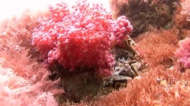 Pintoresco y colorido arrecife de coral . — Vídeo de stock