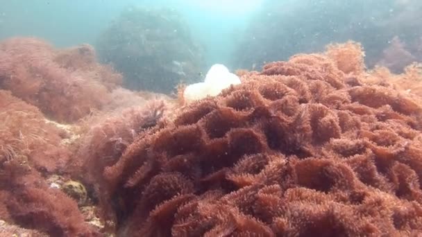 Pittoreska färgglada korallrev. — Stockvideo