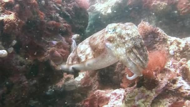 Costeletas do Faraó sobre recifes de coral . — Vídeo de Stock