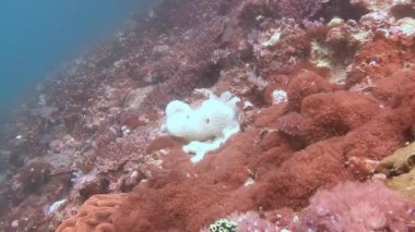 Güzel renkli mercan resif.