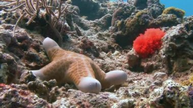 Yerel resifleri deniz yıldızları çeşitli türler ile bol.