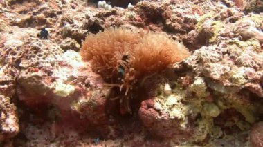 Palyaço balık ve anemon sembiyoz.