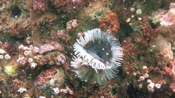 그림 같은 화려한 산호초. Sabellastarte. — 비디오