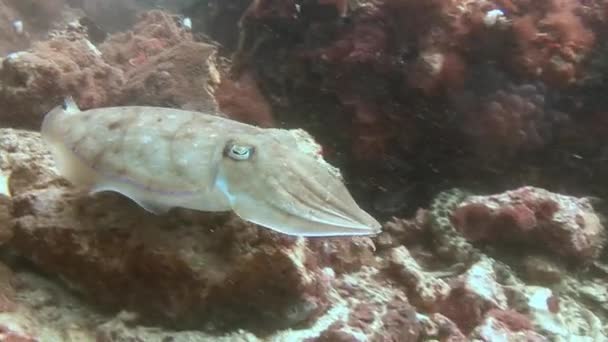 Рыба-каракатица над коралловым рифом . — стоковое видео