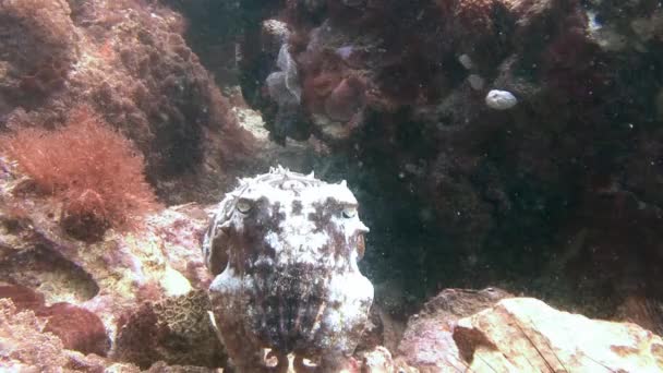 Firavun mürekkepbalığı mercan resif üzerinde. — Stok video