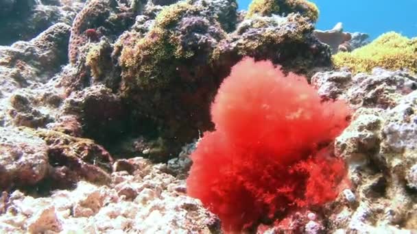Güzel renkli mercan resif. — Stok video