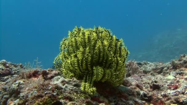 Diving di laut Filipina dekat pulau Malapascua. Bunga bakung . — Stok Video