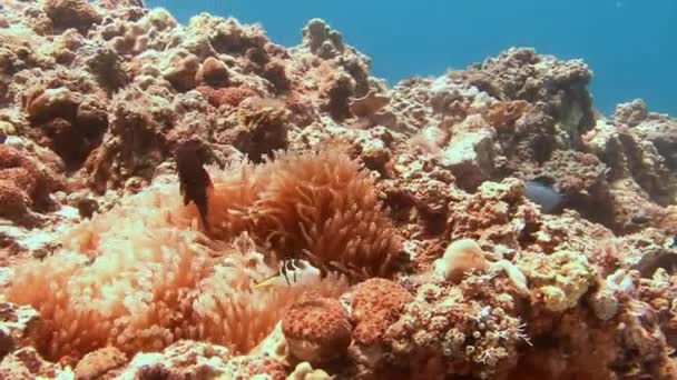 Simbiosi di pesci pagliaccio e anemoni . — Video Stock