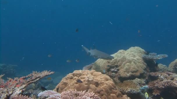Gran buceo con tiburones de arrecife en la esquina azul . — Vídeos de Stock
