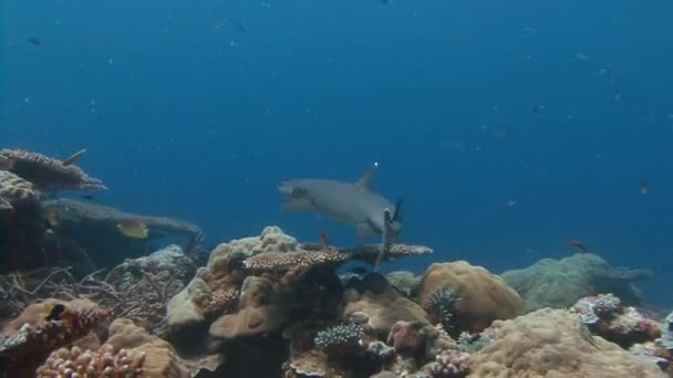 Grande mergulho com tubarões de recife no canto azul . — Vídeo de Stock