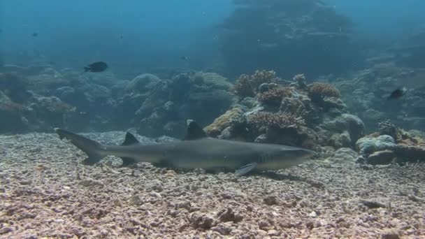 Grande plongée avec des requins de récif au coin bleu . — Video