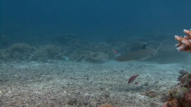 Grote duiken met rifhaaien op blauwe hoek. — Stockvideo