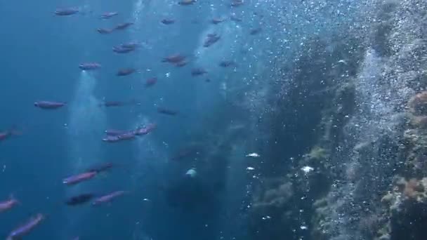 Buceo en los arrecifes del archipiélago de Palaos . — Vídeos de Stock