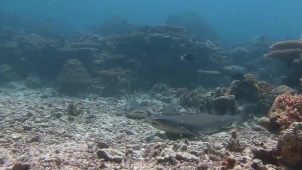 Grande plongée avec des requins de récif au coin bleu . — Video