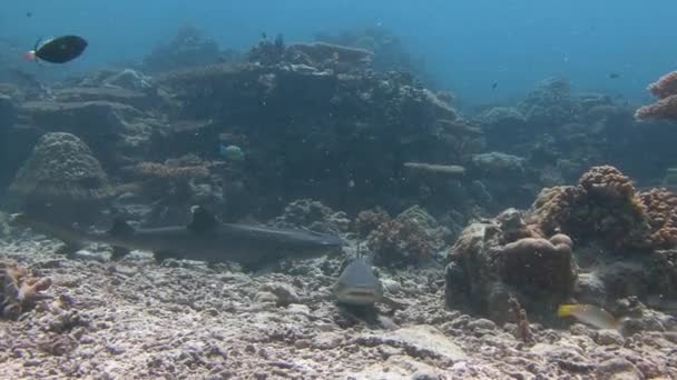 Gran buceo con tiburones de arrecife en la esquina azul . — Vídeo de stock