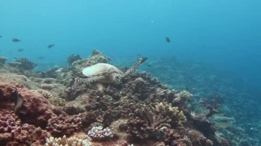Bir mercan kayalığı hovering Hawksbill kaplumbağa.
