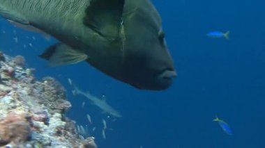 Mavi köşede muhteşem resif dalış. Büyük bir Napoleon balık.