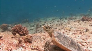 Bir mercan kayalığı hovering Hawksbill kaplumbağa.