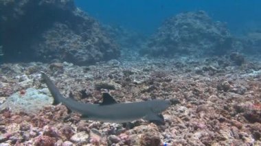Mavi köşede, resif köpekbalıkları ile büyük dalış.