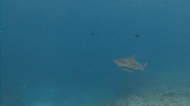 Mavi köşede, resif köpekbalıkları ile büyük dalış.