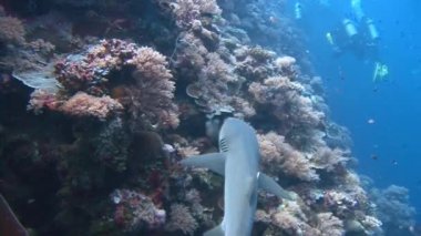 Mavi köşede, resif köpekbalıkları ile büyük dalış.