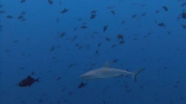 Mavi köşede, resif köpekbalıkları ile büyük dalış.