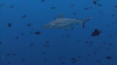 Mavi köşede, resif köpekbalıkları ile büyük dalış.