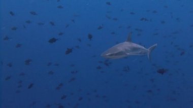 Mavi köşede, resif köpekbalıkları ile büyük dalış.