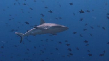 Mavi köşede, resif köpekbalıkları ile büyük dalış.