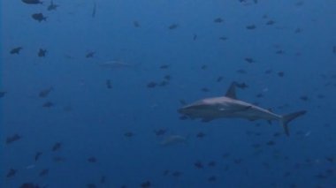 Mavi köşede, resif köpekbalıkları ile büyük dalış.