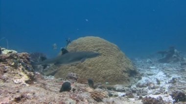 Mavi köşede, resif köpekbalıkları ile büyük dalış.