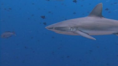 Mavi köşede, resif köpekbalıkları ile büyük dalış.