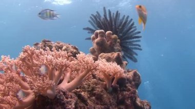 Renkli deniz Zambakları.