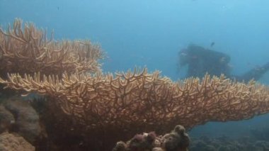 A huge hive of hard coral.