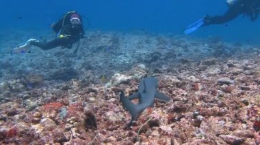 Blue köşesinde resif köpekbalıkları ile büyük dalış. Bazı köpekbalıkları çok güvenilir ve dost canlısı..