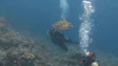 Büyük yeşil kaplumbağalar ile eğlenceli dalış.