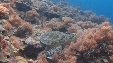 Büyük yeşil kaplumbağalar ile eğlenceli dalış.