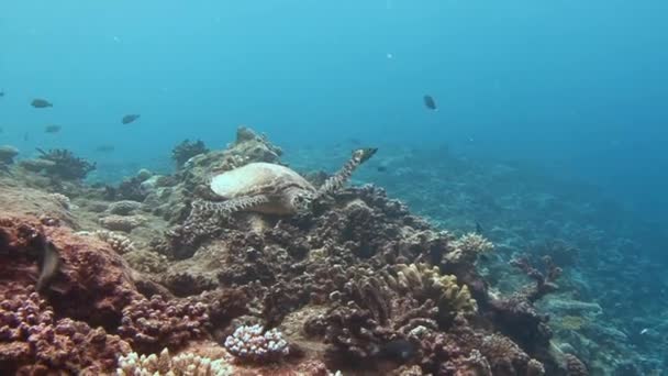 Želva Hawksbill vznášející se nad korálový útes. — Stock video